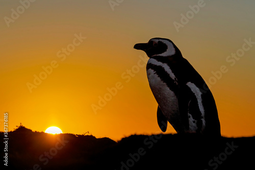 Magellanic Penguin sunset guard at nest burrow