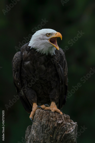 Beautiful and majestic screaming  bald eagle / American eagle  (Haliaeetus leucocephalus)  on a branch. American National Symbol Bald Eagle ons Sunny Day. Dark green background.