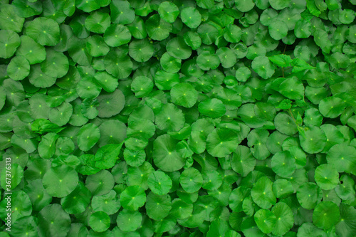 A small lily pad. like plant with bright green heart shaped leaves, producing small pearly white flowers. Use this image of green beautiful as background.
