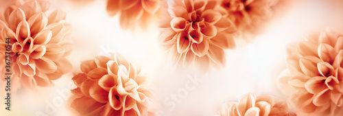 Autumn floral composition made of fresh dahlia on light pastel background. Festive flower concept with copy space. photo