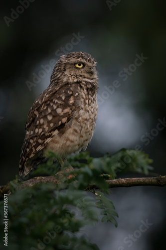 Cute Burrowing owl (Athene cunicularia) sitting on a branch at dusk. Burrowing Owl alert on post. Dark bokeh background. 