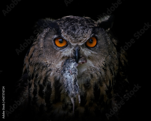 Portrait of a Eurasian Eagle owl (Bubo bubo) on a branch eating a mouse (prey). Isolated on a dark background. Noord Brabant in the Netherlands. 