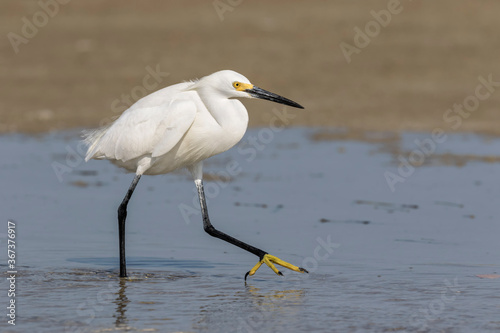 Snowy Egret fishing
