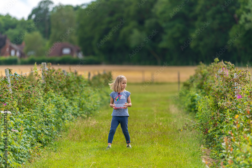 Little girl picking fresh farm raspberries in field in Sevenoaks, Kent Little girl picking fresh farm raspberries in field in Sevenoaks, Kent