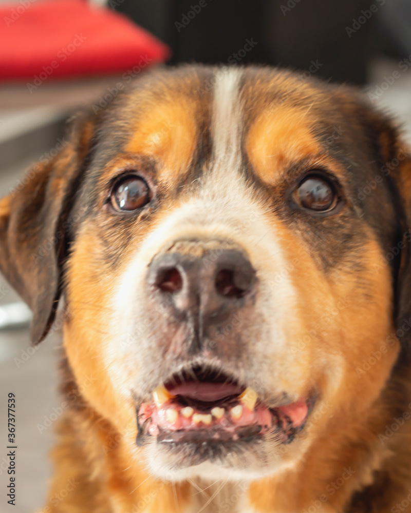 Beautiful portrait of a crossbreed dog, portugal