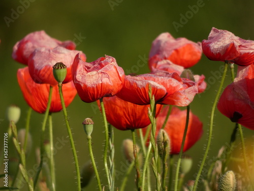 Photography Field poppies (Papaver rhoeas) - withering red poppy flowers and poppy heads, Gd