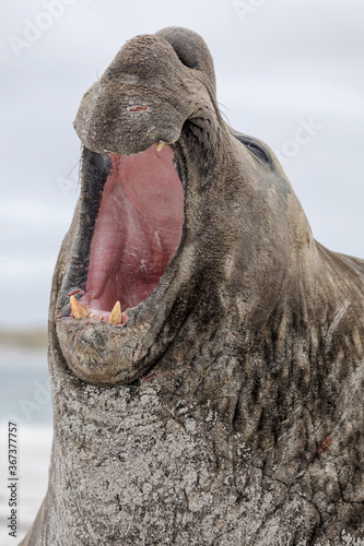 Southern Elephant Seal mature bull aggression © David