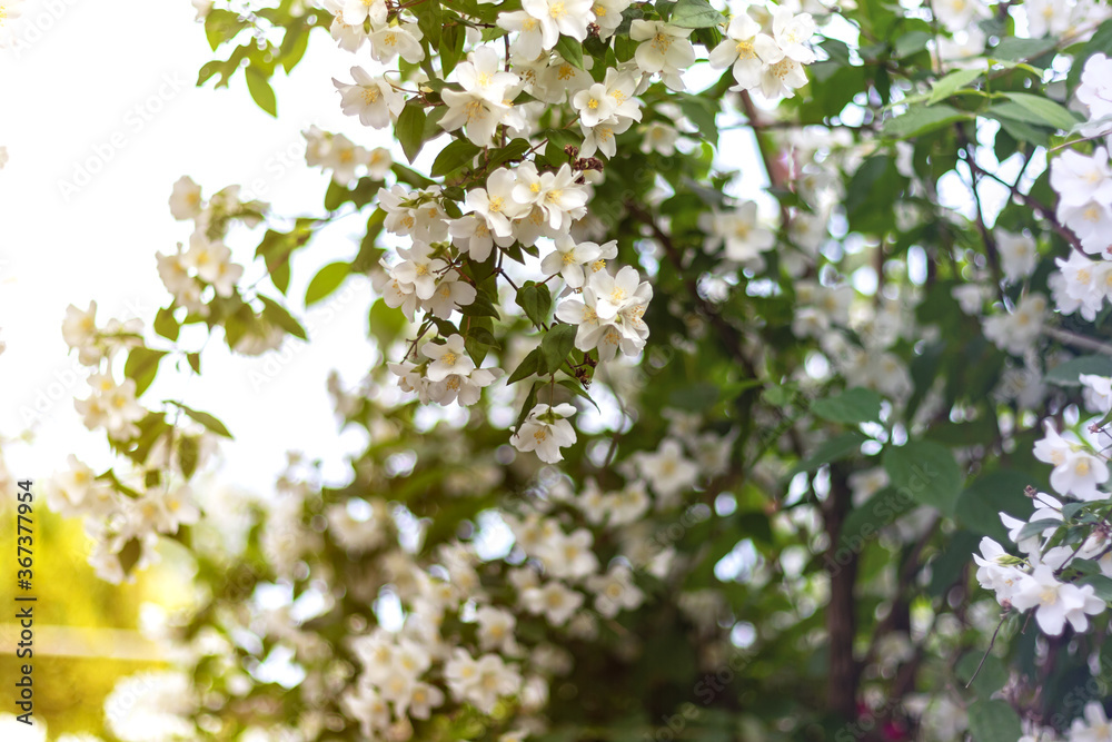 Jasmine spring flowers. Close up of jasmine flowers in a garden Jasmine spring flowers. Close up of jasmine flowers in a garden