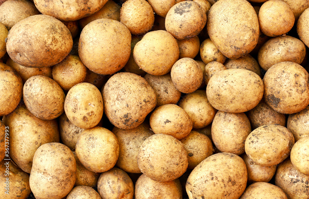Young potatoes, potato background. The view from top Young potatoes, potato background. The view from top
