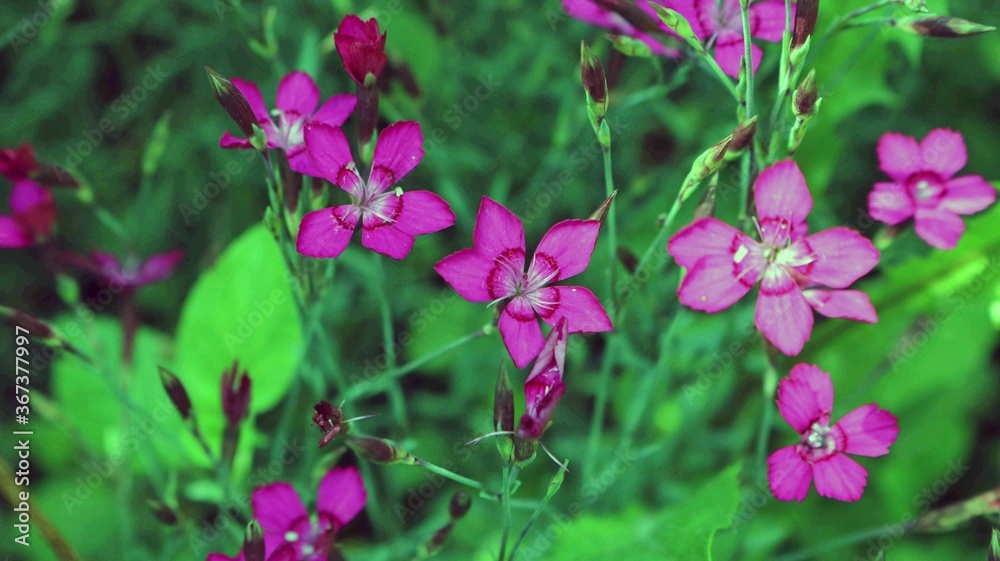 Obraz premium Flower in the garden