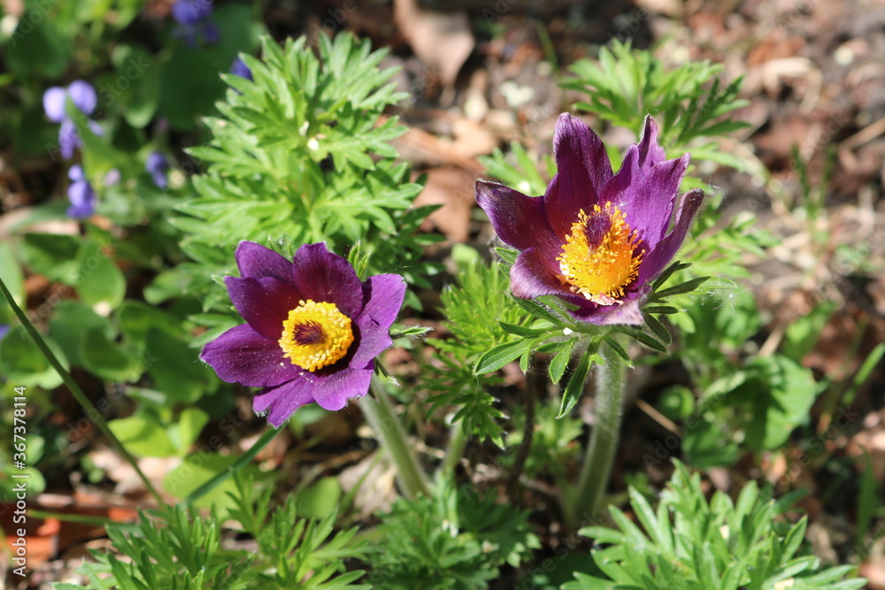 Fototapeta premium Crocus