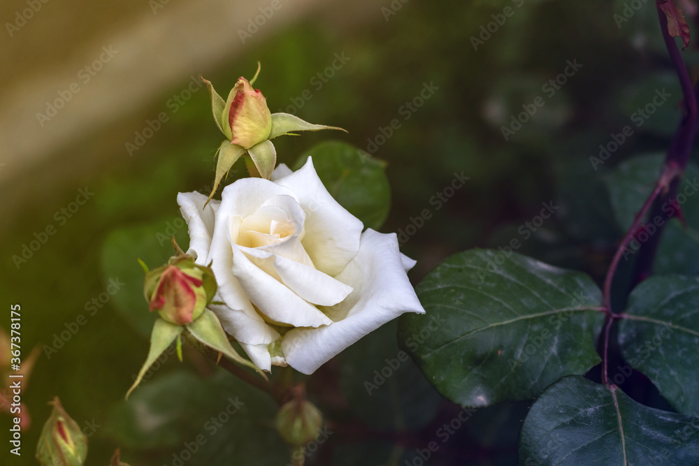 flowering bush of a rose blooming in white flowers. buds of roses were blooming on a bush in a garden. flowering bush of a rose blooming in white flowers. buds of roses were blooming on a bush in a garden.