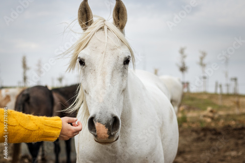 Fotografija White horse coming for caress from female hand
