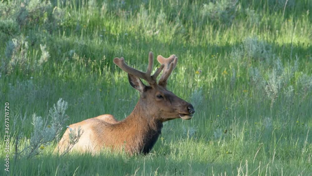 Young male bull elk with velvet covered antlers sits calmly in the high grass of a mountain meadow. Young male bull elk with velvet covered antlers sits calmly in the high grass of a mountain meadow.