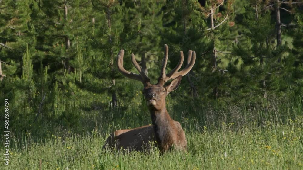 Bull elk growing large, velvet covered antlers sits down in lush grass in summer. Bull elk growing large, velvet covered antlers sits down in lush grass in summer.