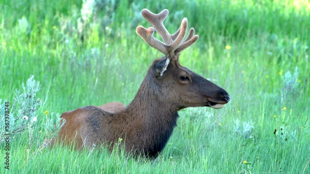 Young bull elk growing velvet covered antlers rests in shade at Yellowstone National Park. Antlers are the fastest growing animal tissue on earth. Young bull elk growing velvet covered antlers rests in shade at Yellowstone National Park. Antlers are the fastest growing animal tissue on earth.