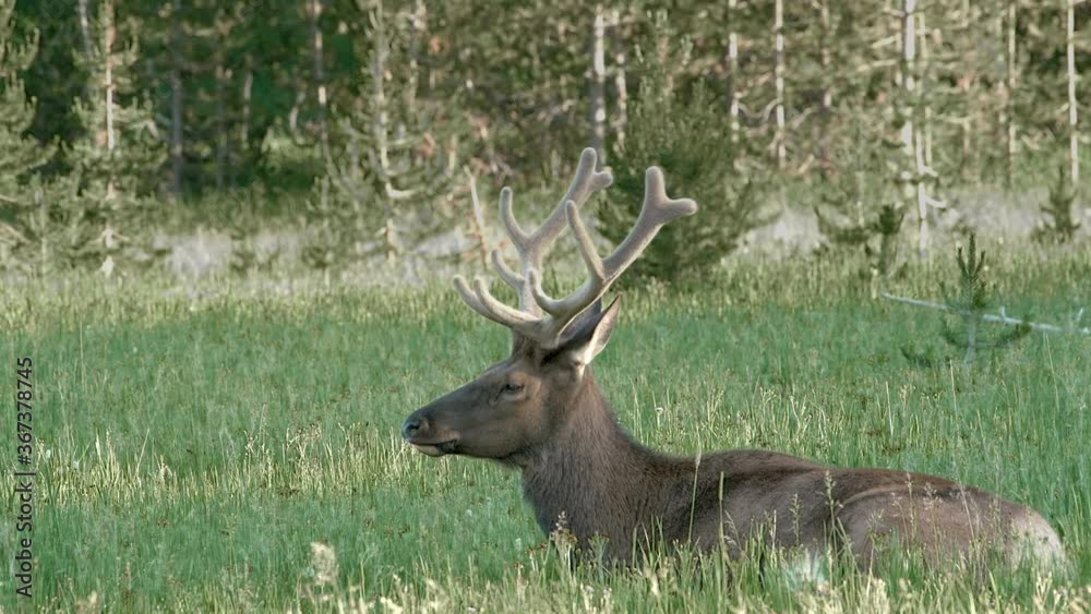 Bull elk with large, velvet covered antlers rests in lush grass in summer. Bull elk with large, velvet covered antlers rests in lush grass in summer.