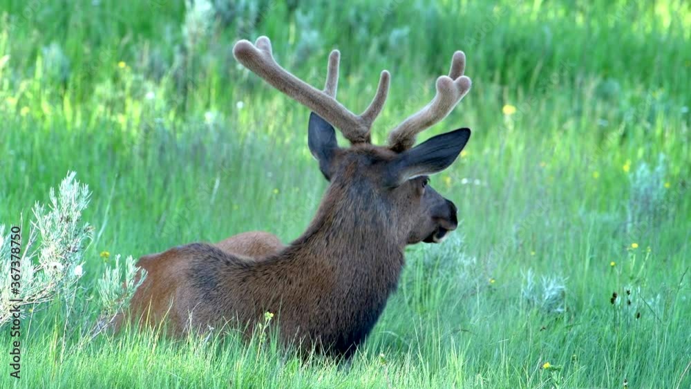 Young bull elk with velvet covered antlers rests in lush grass in summer. Young bull elk with velvet covered antlers rests in lush grass in summer.