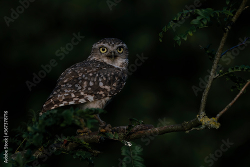 Cute Burrowing owl (Athene cunicularia) sitting on a branch. at dusk. Burrowing Owl alert on post. Dark background. 