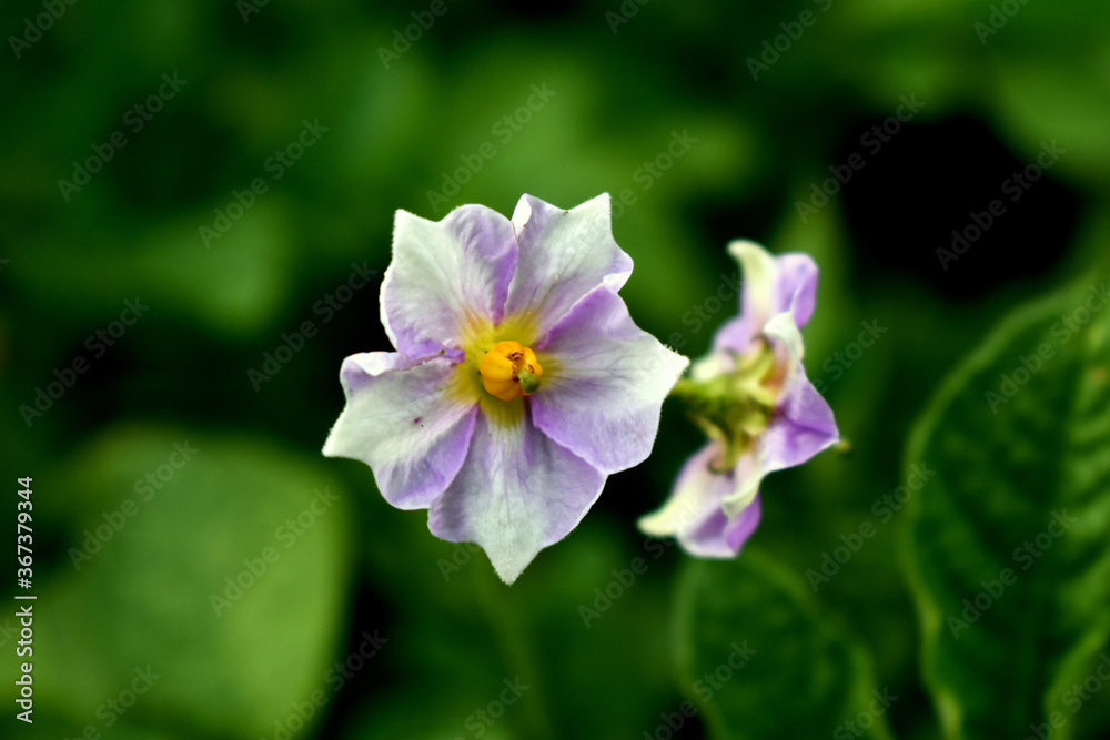 potato flower on green background potato flower on green background