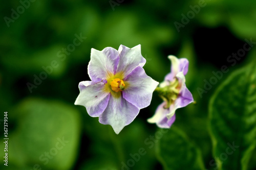 potato flower on green background