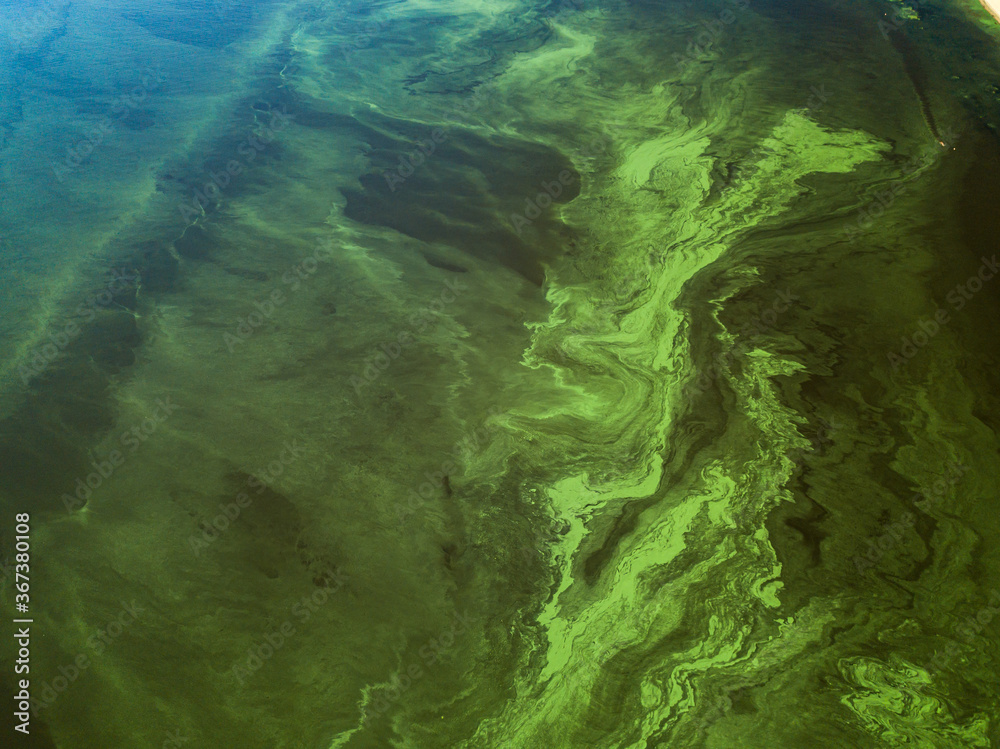 Green water in the Dnieper river on a hot summer day, blooming algae in the water. Clear texture of green algae in water. Aerial drone view.