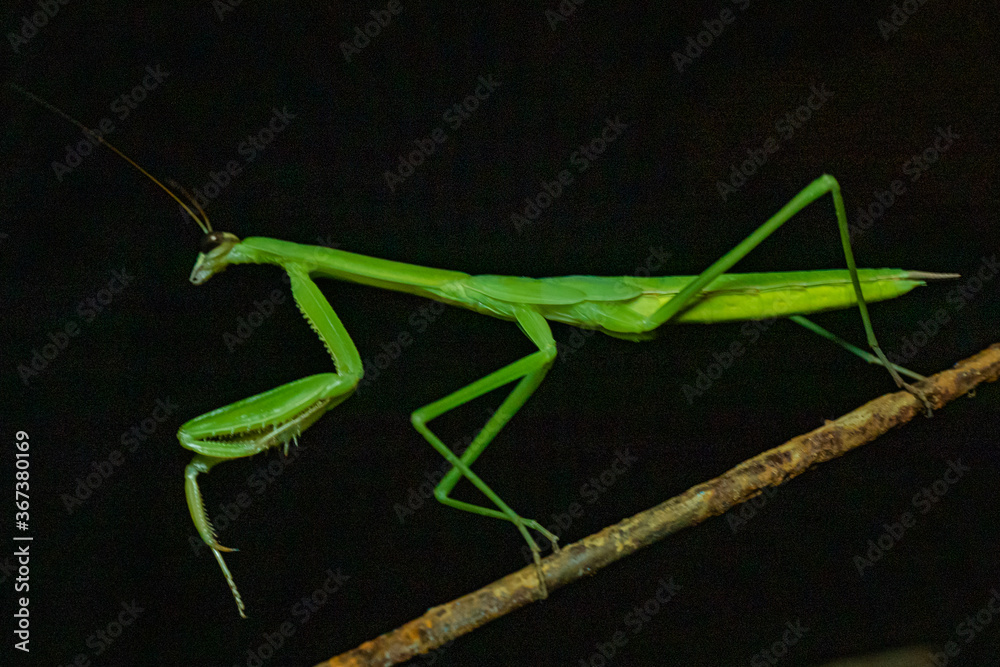 New England Nature by Constantine - Praying Mantis New England Nature by Constantine - Praying Mantis