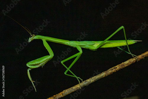 New England Nature by Constantine - Praying Mantis
