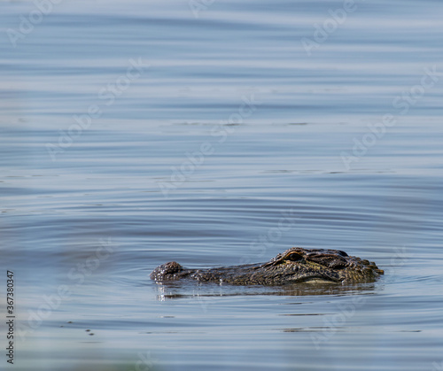 American Alligator In Water