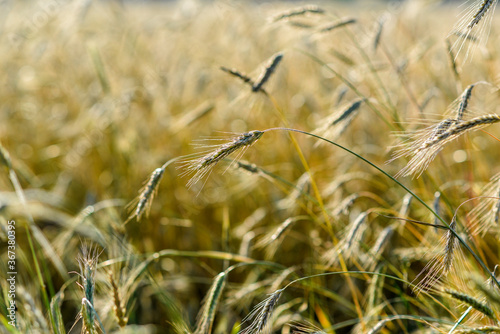 Growing grain in the field on a sunny day.