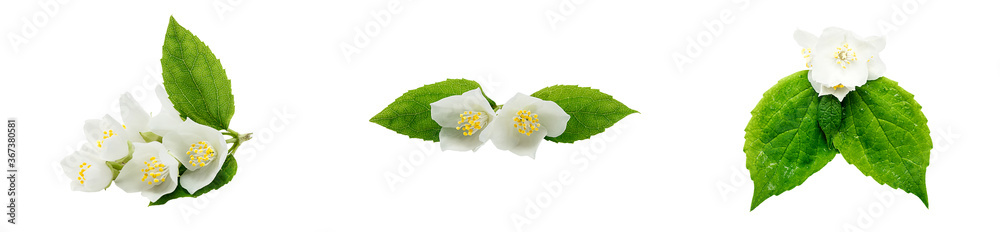 Kit Blooming Jasmine flowers close up isolated on a white background. Jasmine Flower and Leaf. Kit Blooming Jasmine flowers close up isolated on a white background. Jasmine Flower and Leaf.