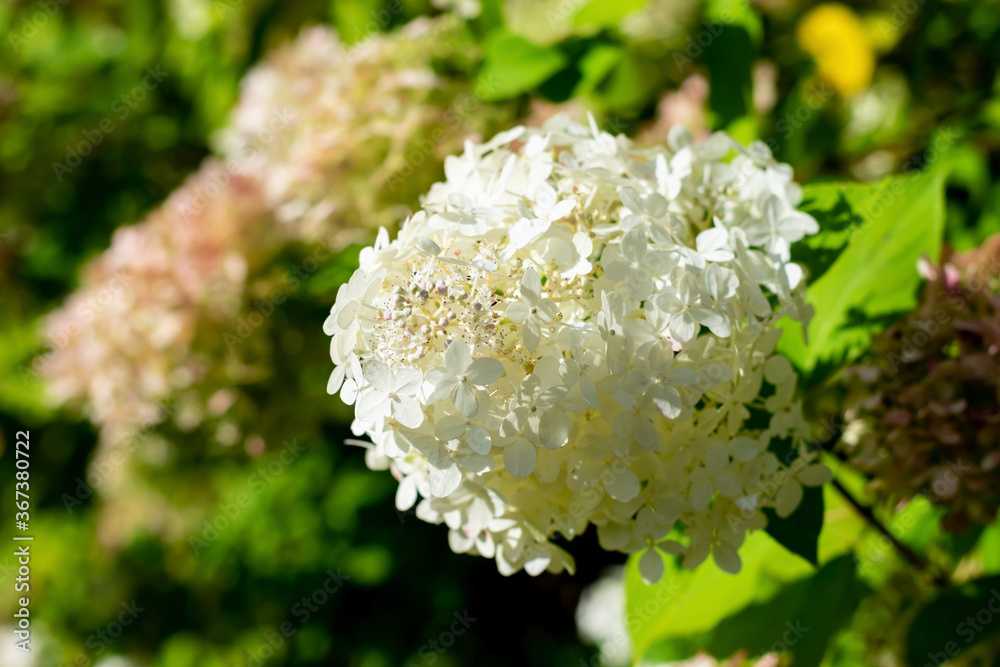 Hydrangea paniculata white flowers in bright sunlight is growing in the garden. Hydrangea bush Hydrangea paniculata white flowers in bright sunlight is growing in the garden. Hydrangea bush