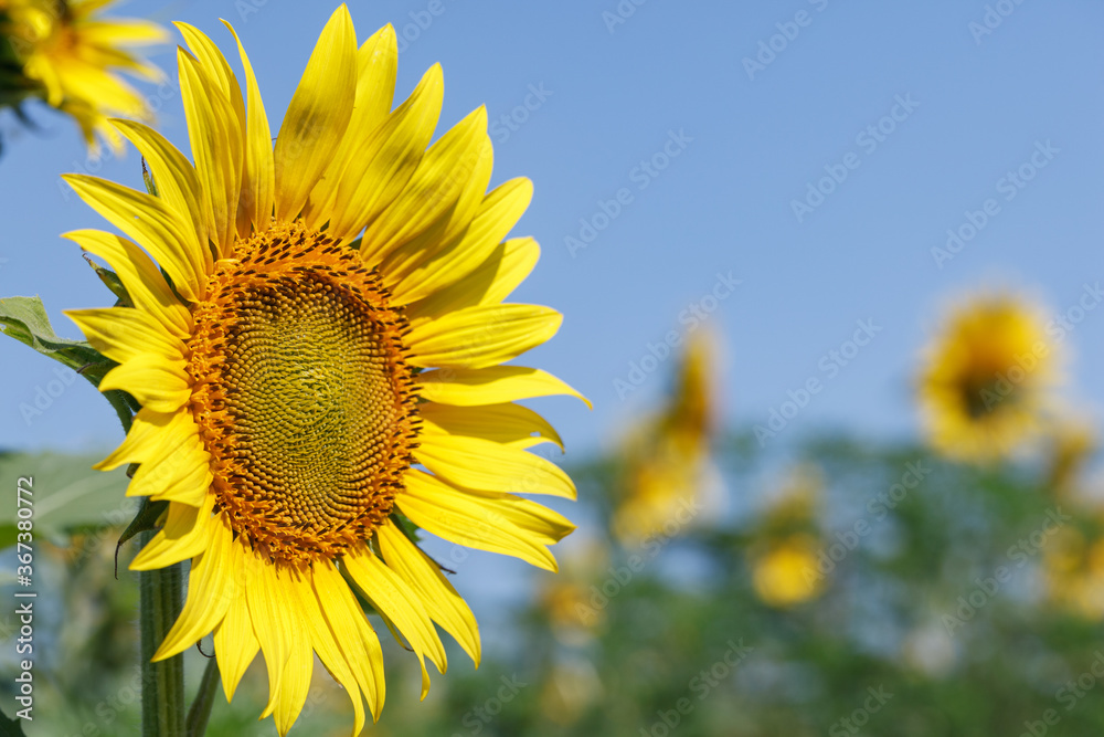Sunflower natural background. Sunflower blooming. Close-up of sunflower Sunflower natural background. Sunflower blooming. Close-up of sunflower