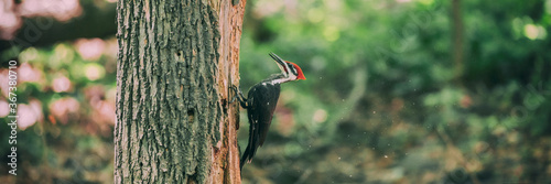 Pileated Woodpecker whacking dead tree trunk searching for bugs eating in holes in wood forest banner background. Male bird one of the biggest forest birds in North America. Panoramic.