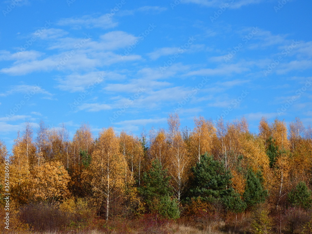Autumn landscape: Mixed coniferous forest with colorful trees under blue sky, Gdansk, Poland