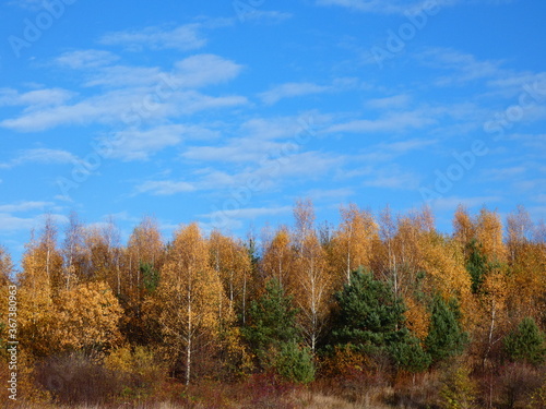 Autumn landscape  Mixed coniferous forest with colorful trees under blue sky  Gdansk  Poland