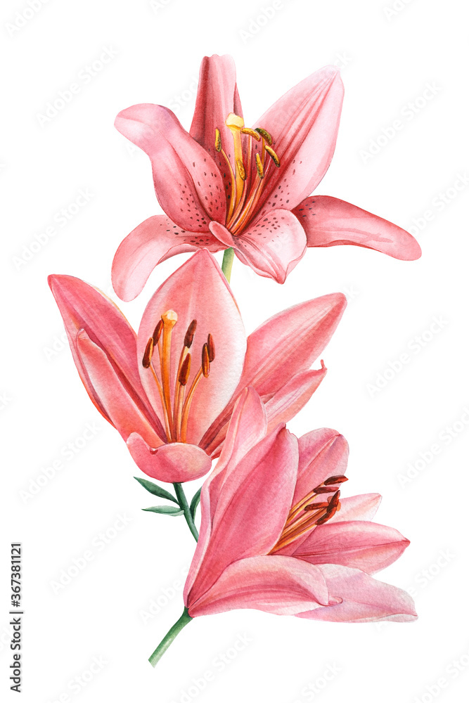 Bouquet with lily flowers drawn on isolated white background, watercolor botanical illustration