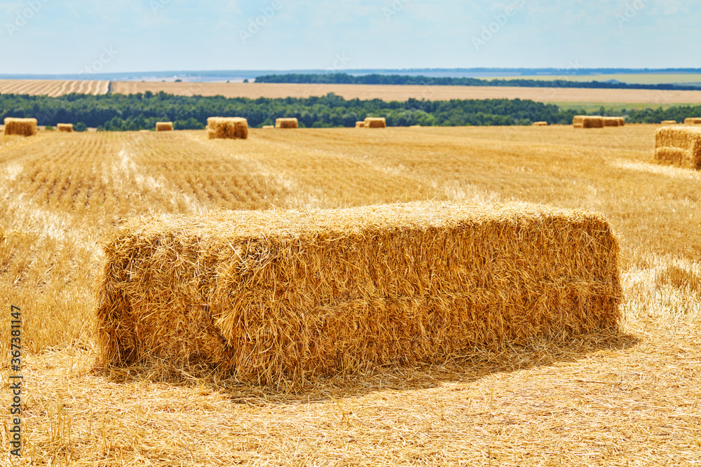 Fototapeta premium straw hay bales on a field. blue sky background with fluffy clouds. rural landscape. harvesting concept.