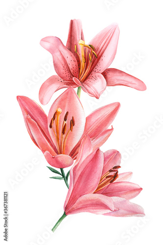 Bouquet with lily flowers drawn on isolated white background, watercolor botanical illustration