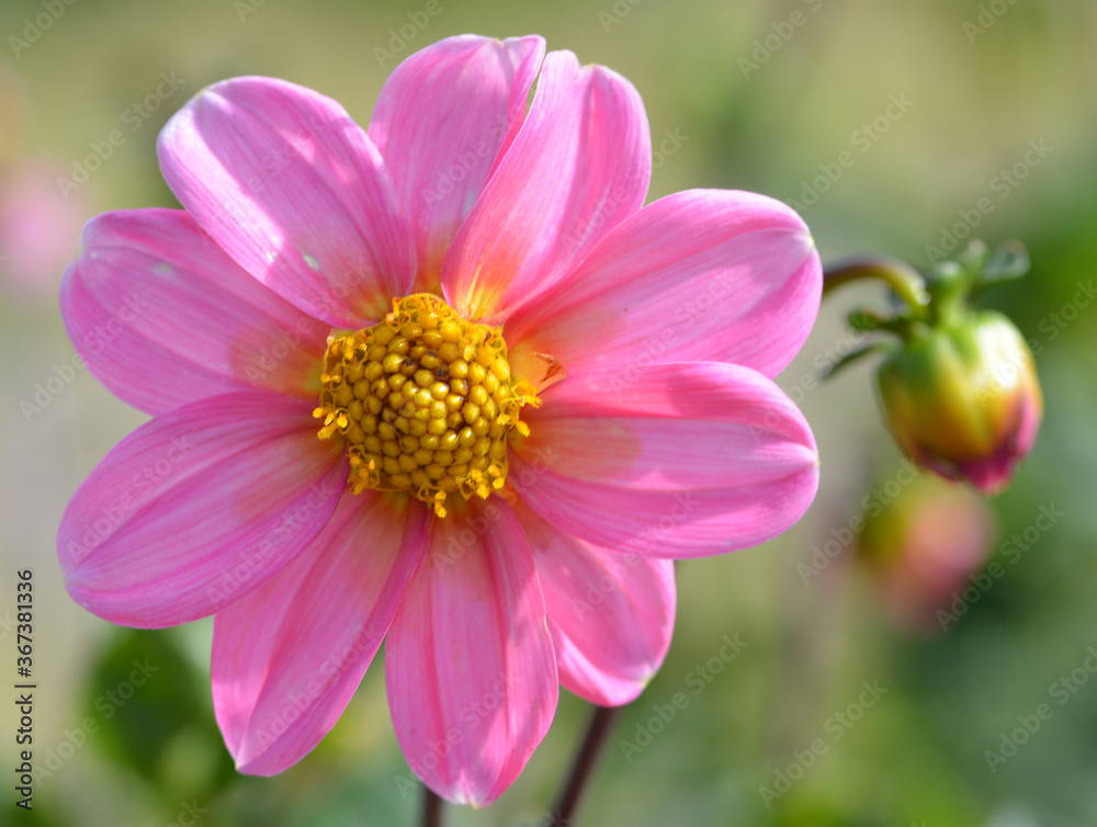 Obraz premium Dahlia