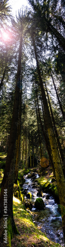 Tall trees in a dark green forest Tall trees in a dark green forest