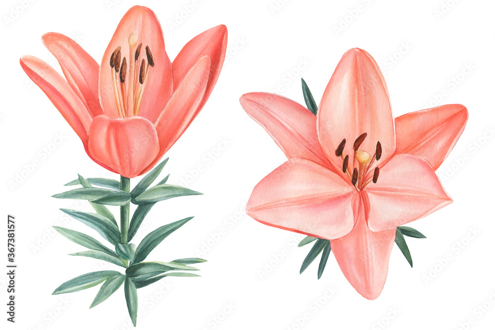delicate lilies on isolated white background, watercolor botanical illustration