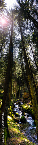 Tall trees in a dark green forest © George