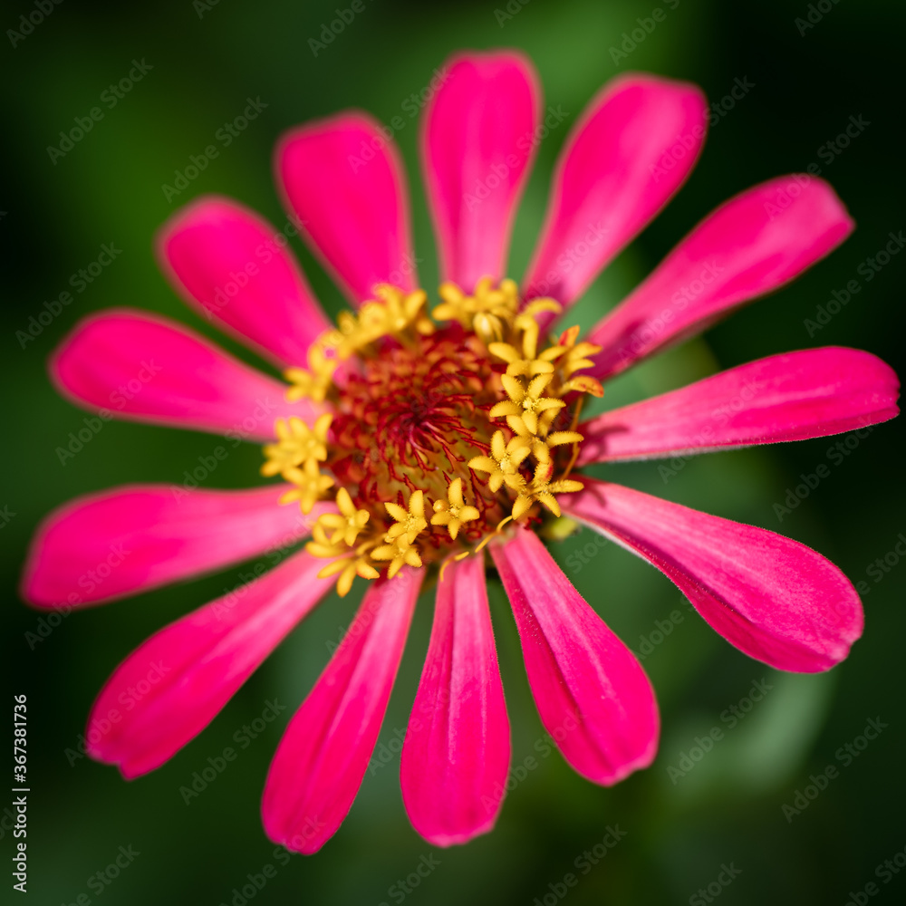Obraz premium Close up of pink, yellow Creeping Zinnia