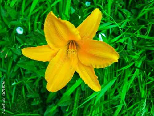 Yellow lily on a background of greenery.