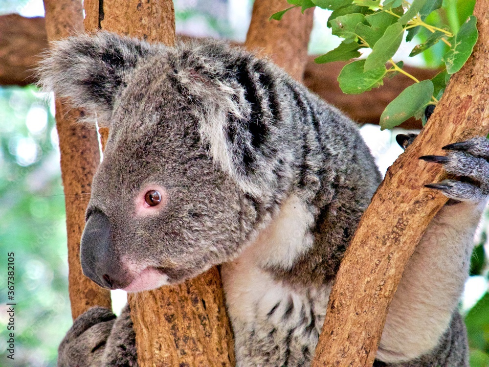 Obraz premium Koala im Baum