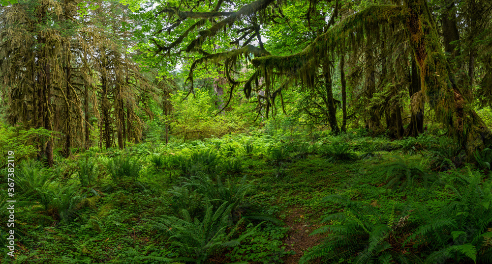 Obraz premium Green colors of the Washington rain forest