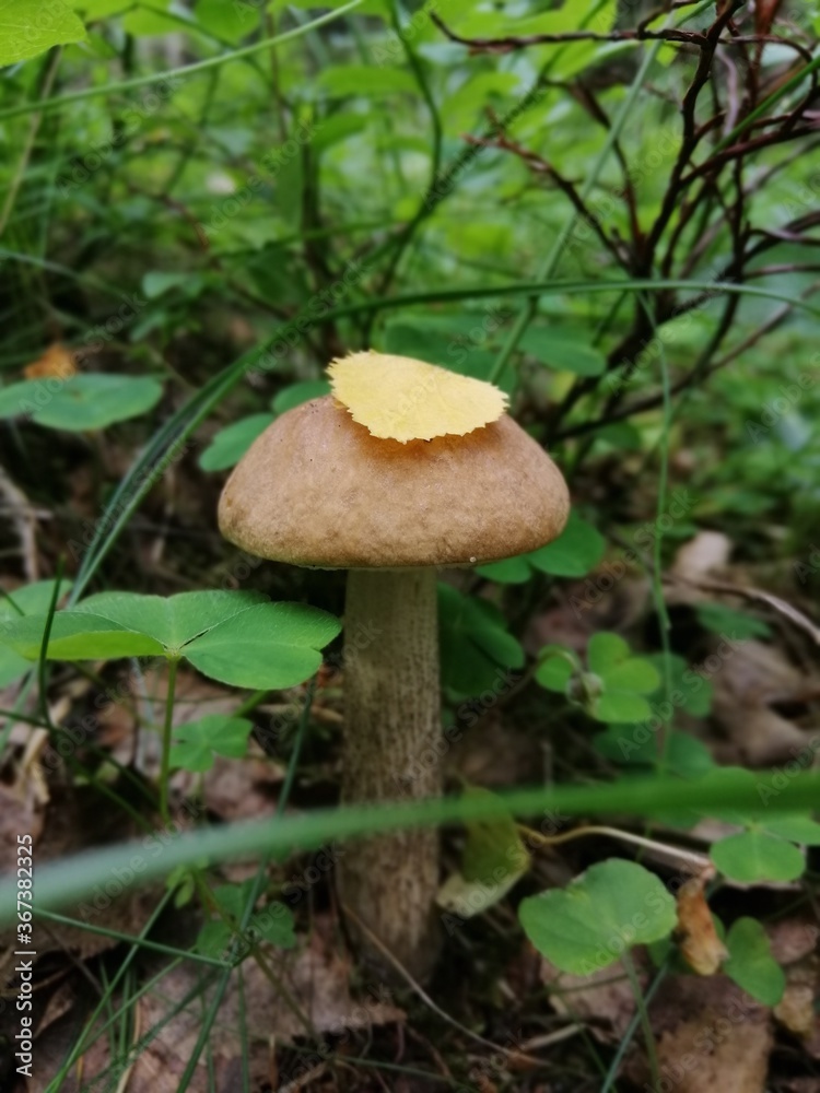 Beautiful birch mushroom on a gray leg with a brown cap in the forest on a background of moss, grass and leaves. Natural Wallpaper.Autumn forest harvest.brown cap boletus Beautiful birch mushroom on a gray leg with a brown cap in the forest on a background of moss, grass and leaves. Natural Wallpaper.Autumn forest harvest.brown cap boletus