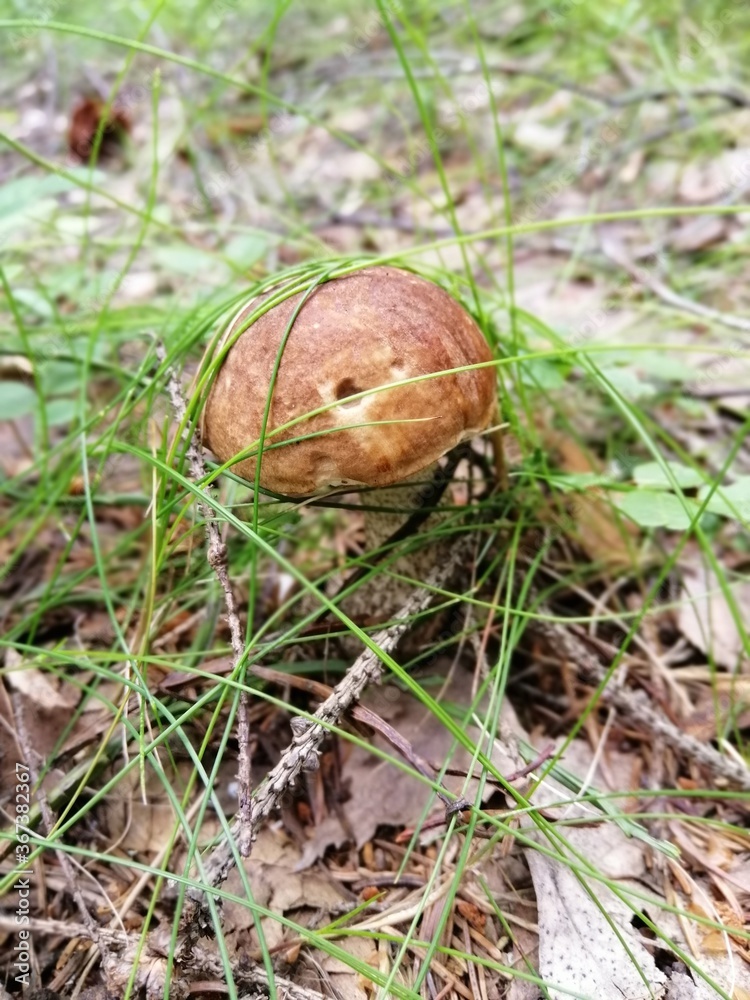 Beautiful birch mushroom on a gray leg with a brown cap in the forest on a background of moss, grass and leaves. Natural Wallpaper.Autumn forest harvest.brown cap boletus Beautiful birch mushroom on a gray leg with a brown cap in the forest on a background of moss, grass and leaves. Natural Wallpaper.Autumn forest harvest.brown cap boletus