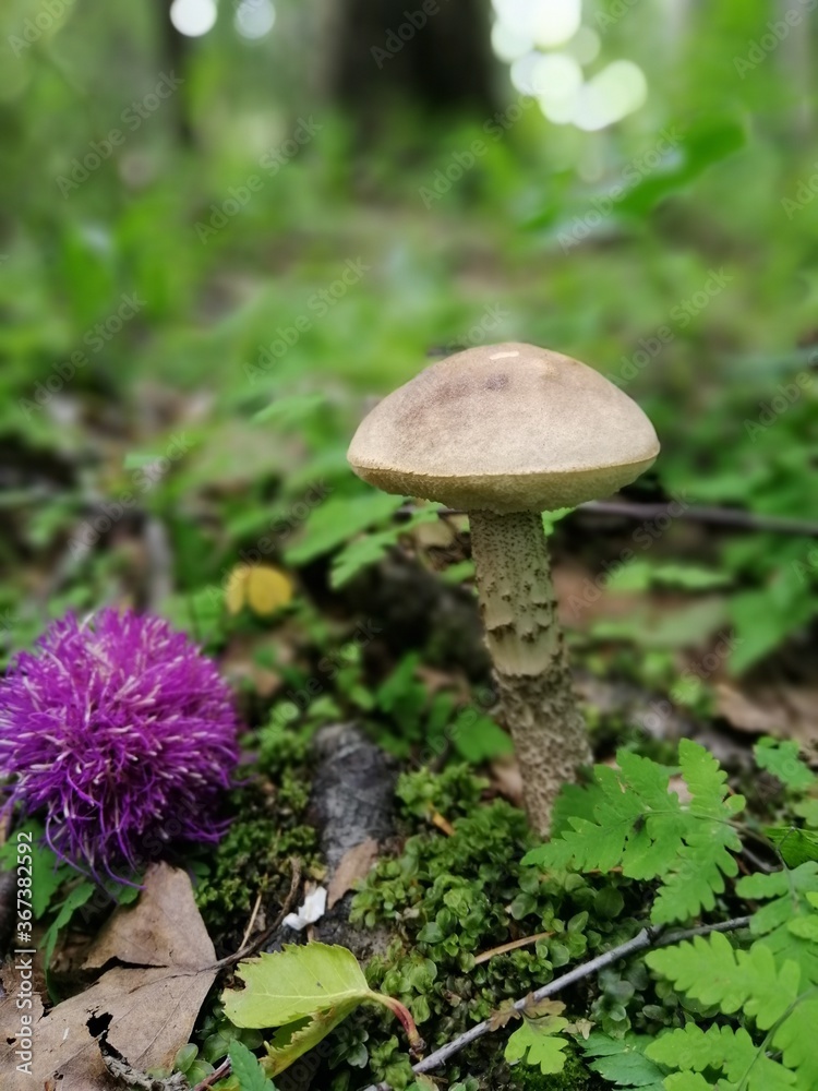 A beautiful birch mushroom on a grey stem with a brown cap in the forest next to a flower on a background of moss, grass and leaves. Natural Wallpaper.Autumn forest harvest.birch mushroom or brown cap A beautiful birch mushroom on a grey stem with a brown cap in the forest next to a flower on a background of moss, grass and leaves. Natural Wallpaper.Autumn forest harvest.birch mushroom or brown cap